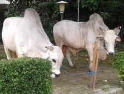 Baru! Bupati Rum Pagau Luncurkan Program Sapi Kembar di Boalemo”