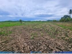 PT PG Bungkam Soal Dugaan Penyebab Sawah Kering di Boalemo