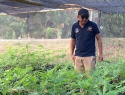 Anggota DPRD, Arman Naway Cek Kesiapan Demplot Bambu Petung di Huwongo