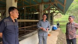 Dari Kunjungan Jadi Gerakan: Rum Pagau Dorong Revolusi Peternakan Daerah