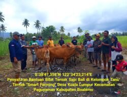 PEMKAB BOALEMO SALURKAN BANTUAN 10 EKOR BIBIT TERNAK SAPI BALI UNTUK MASYARAKAT