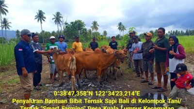 PEMKAB BOALEMO SALURKAN BANTUAN 10 EKOR BIBIT TERNAK SAPI BALI UNTUK MASYARAKAT