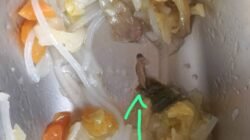 MBG Presiden Tercoreng di Boalemo, Dugaan Kelalaian Oknum Bikin Makanan Dipertanyakan